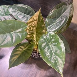 Alocasia Wendlandii