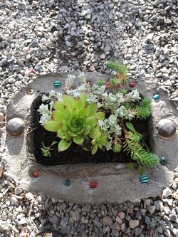 Succulents on concrete pots