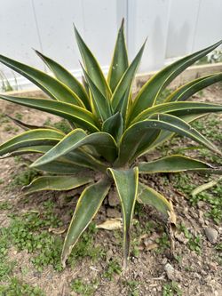Agave
