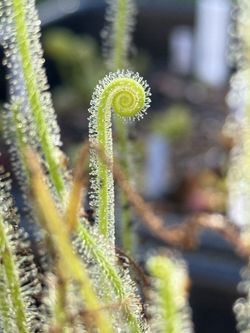 Carnivorous plants Sundews 
