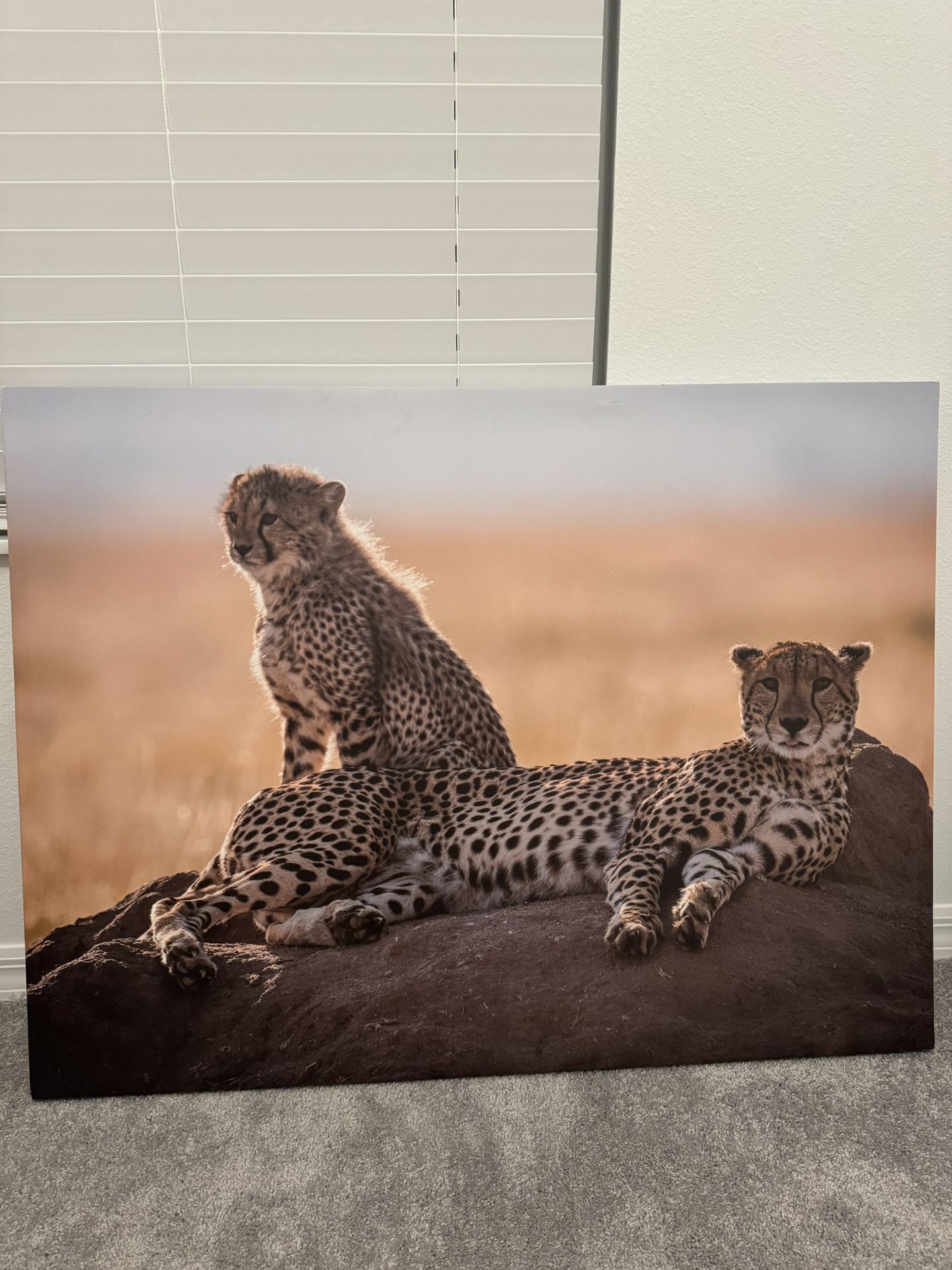 Cheetah Canvas