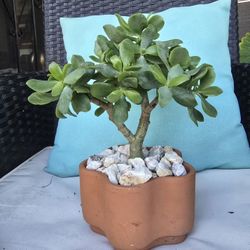 Mature Ripple Jade Plant – Rare Crassula – 5” Clay Pot