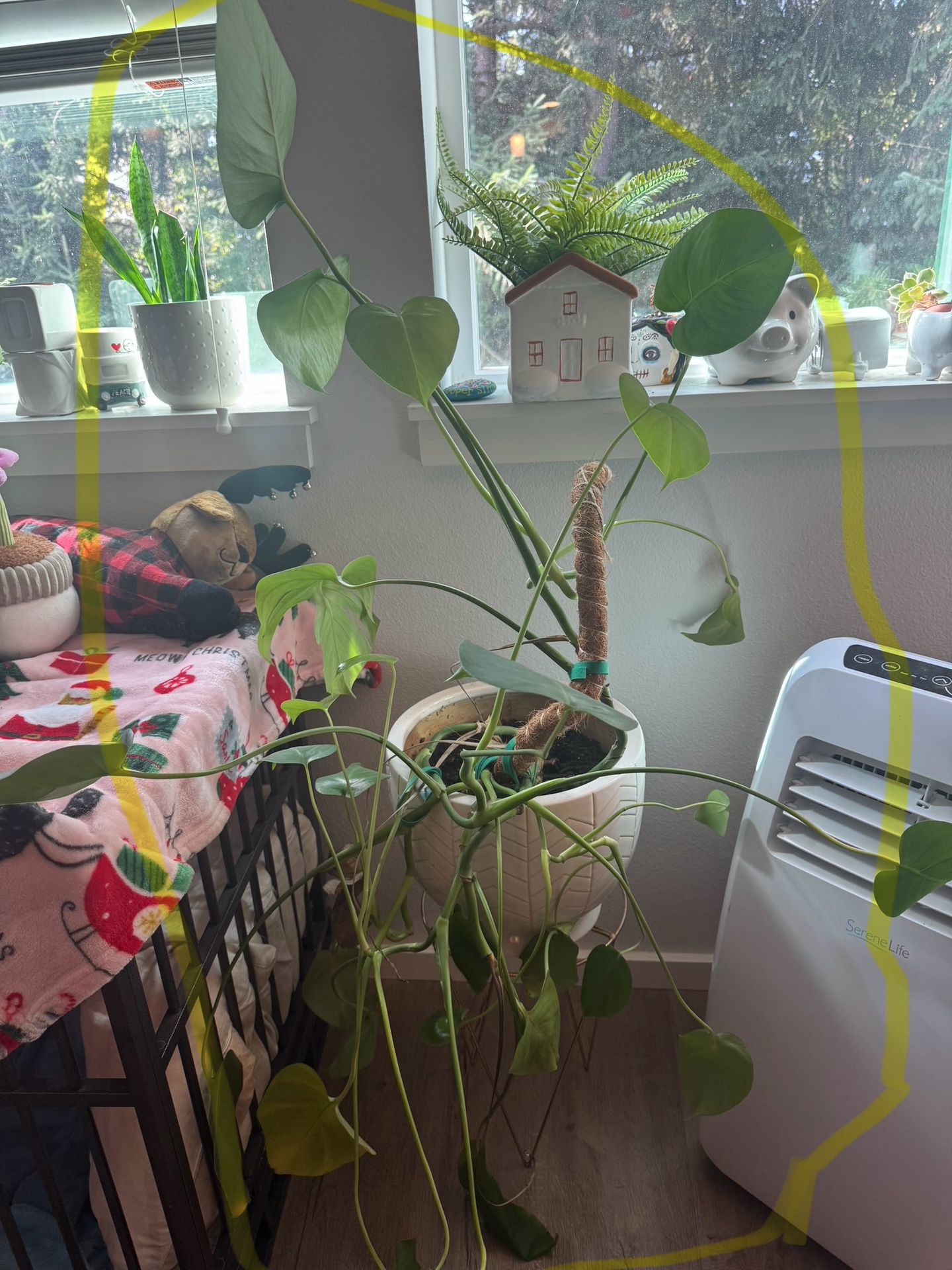 Monstera 