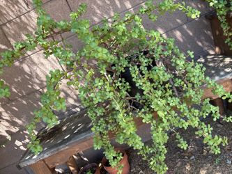 Elephant Bush Suculent