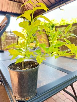Sunny day plant