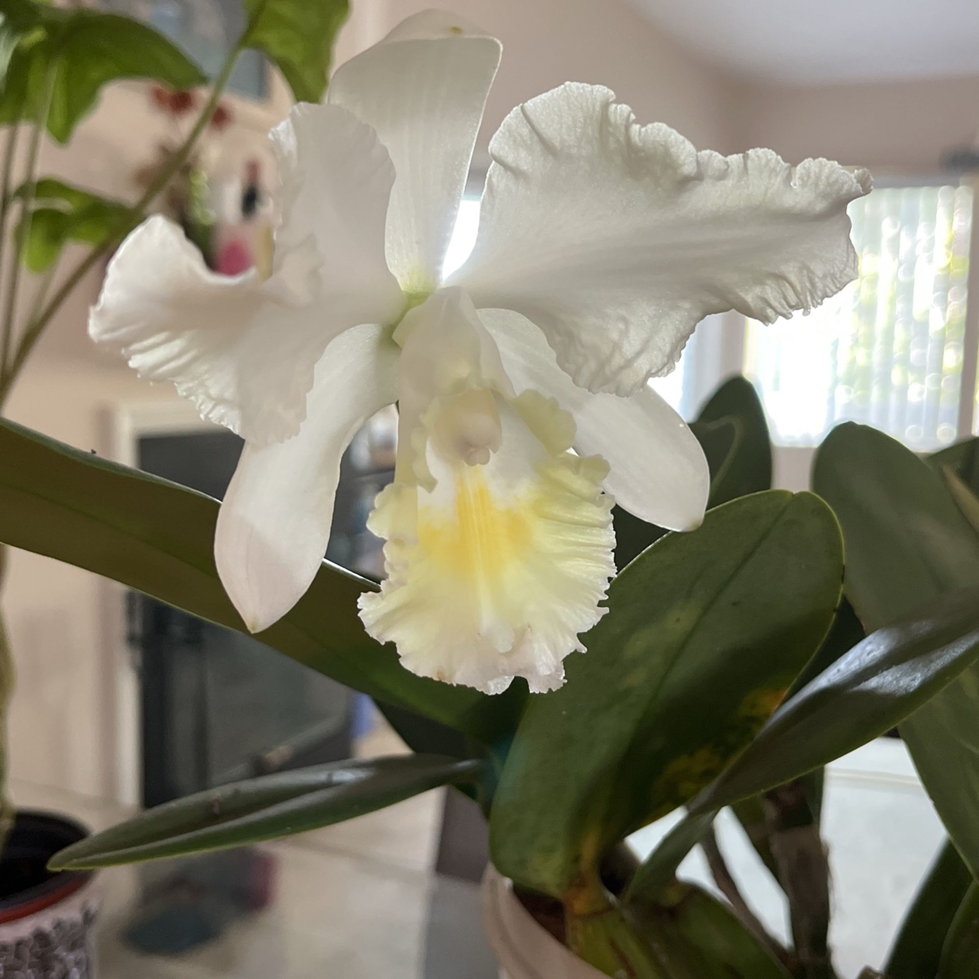 Large Cattleya Snow White.