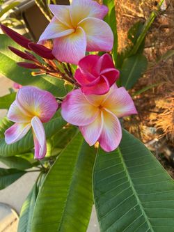 Poted plumeria plants