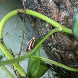 Dartfrogs & Crested Gecko