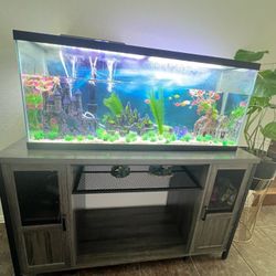 55 Gallon fish aquarium, table and all accessories