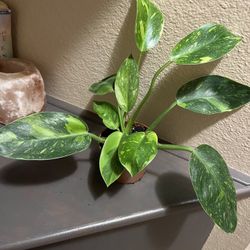 Philodendron Nuclear