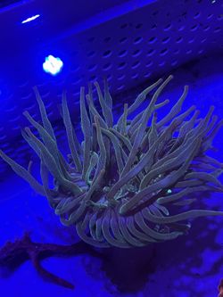 Green Bubble Anemone With Purple Tip