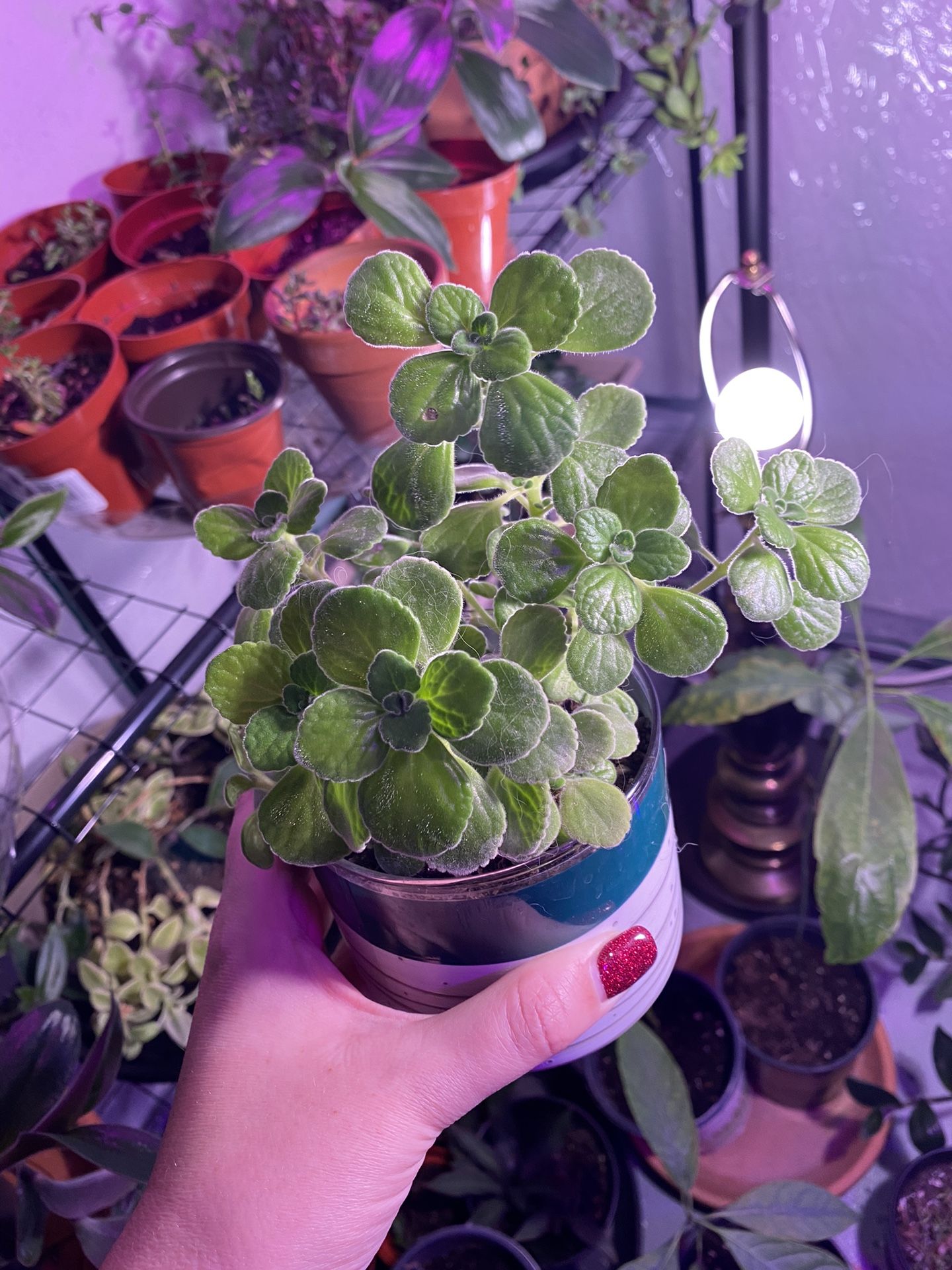 Cilantro & Lime Plants
