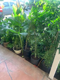 One stop shop buy all the plants