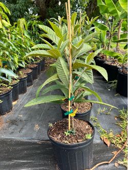 Loquat Tree