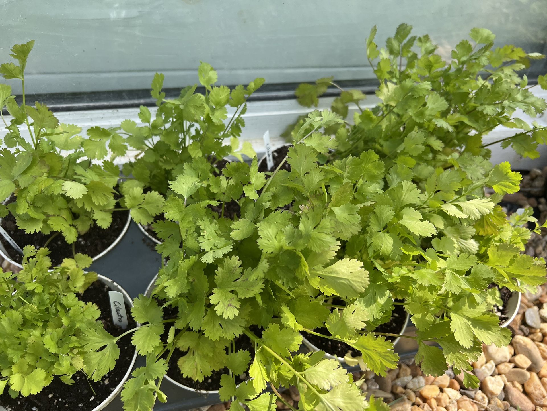 organic cilantro in 5 inch pot