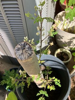 Drumstick Tree Plant Big