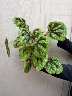 6” begonia iron cross