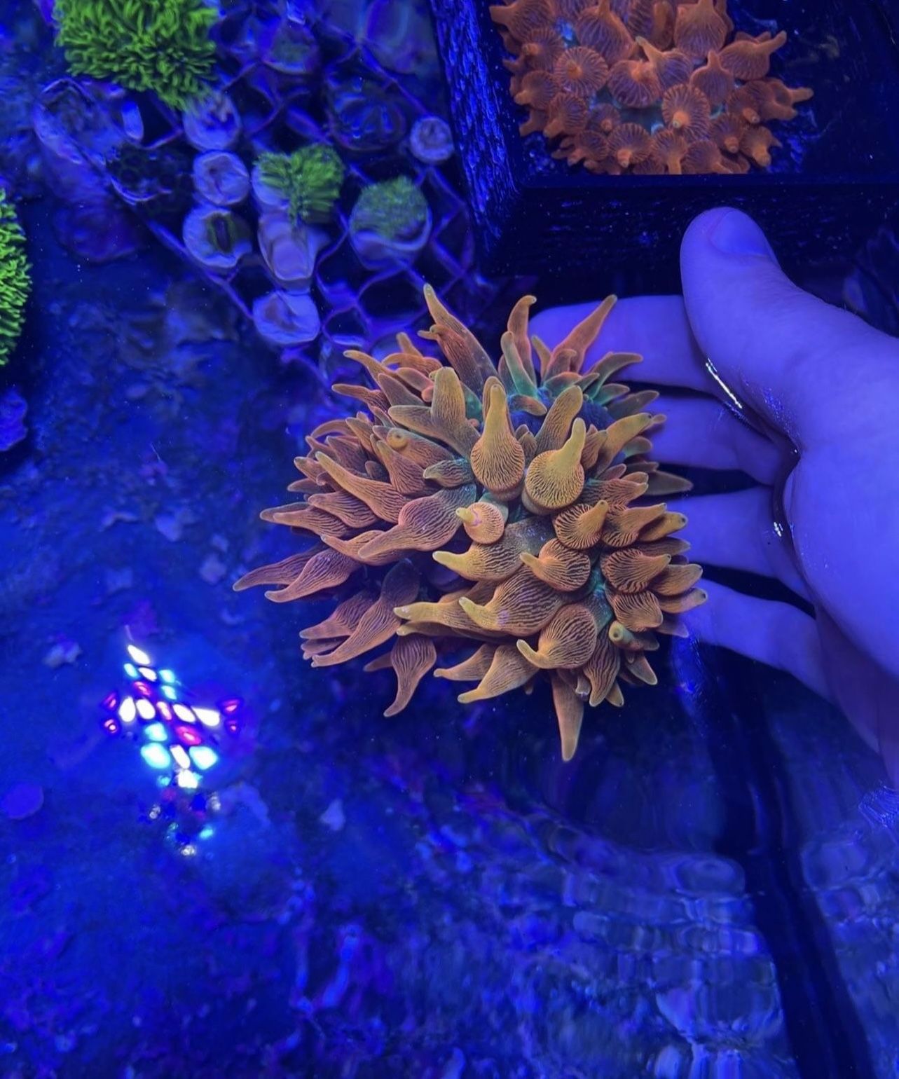 3” Sang Lee CSB Colorado Sunburst Anemone Reef