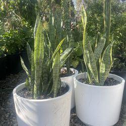 Lengua De Suegra / Lucky Plant