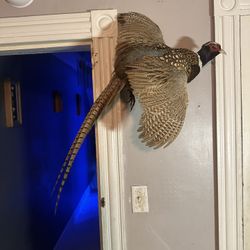 Taxidermy Decoration
