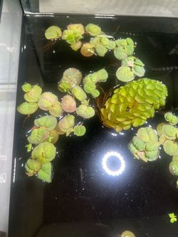 Water plants