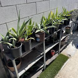 Blue Agave Young Large Verity 