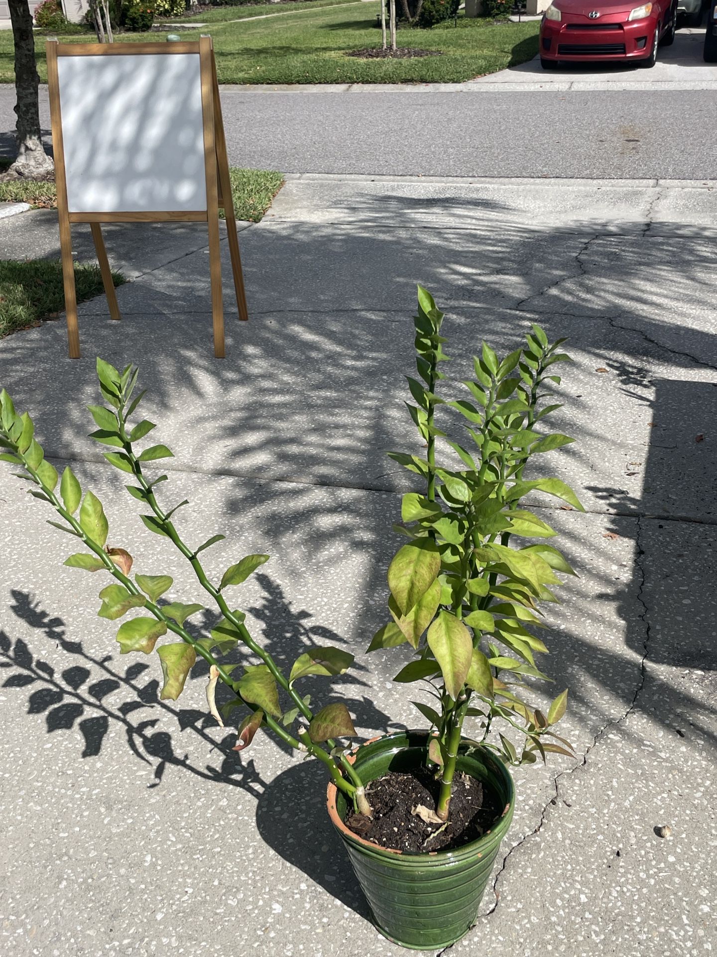 Devils Backbone With Ceramic Planter