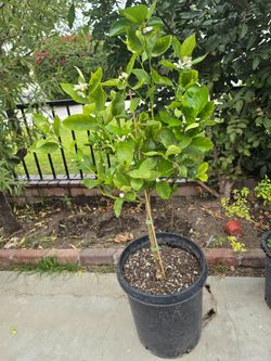 Arbolito de limon