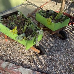 Succulent Plants Wheelbarrow,  Other Types 
