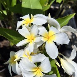 Beautiful Rooted 3yr Old PLUMERIAS💐