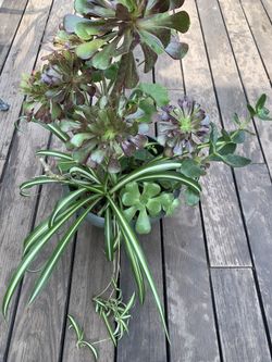 Succulents arrangement