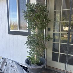 For Sale: Monrovia Monterey Bay Brush Cherry Screening Shrub