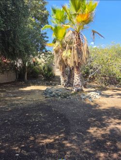 Free palm trees