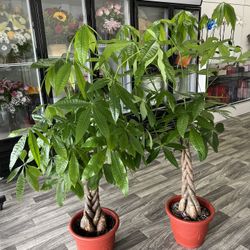 Money Tree