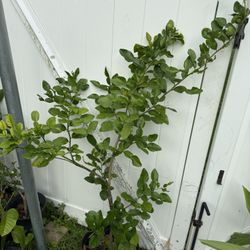 Kaffir Lime Tree (4-5 Ft Tall) With Fruit And Flowers 