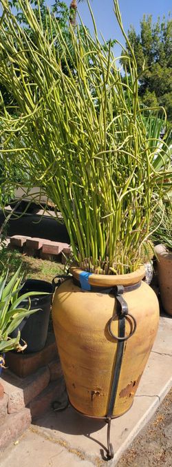 2 clay pots with Lady slipper and firestick succulent (both $200)