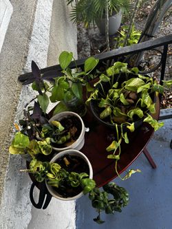 Potho plants