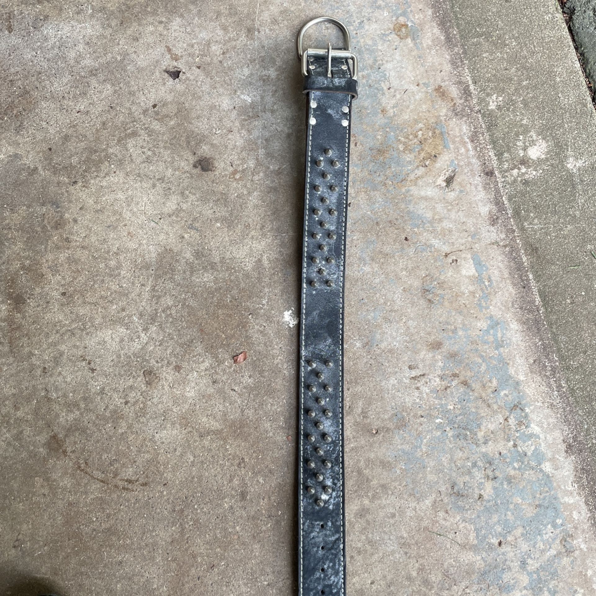 Dog Collar 