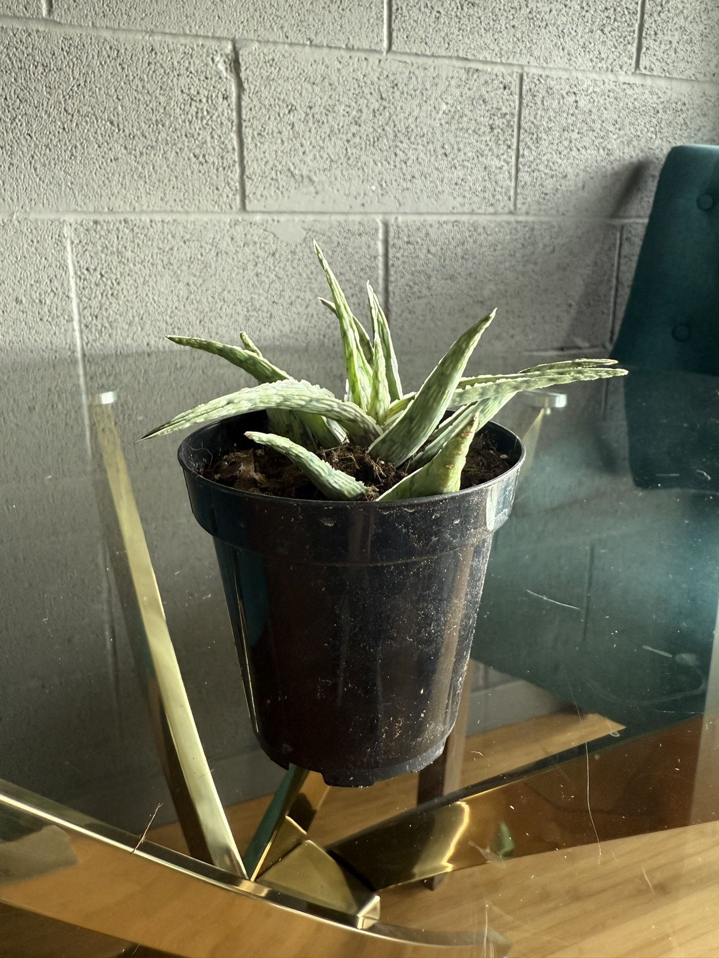 Variegated Aloe Vera