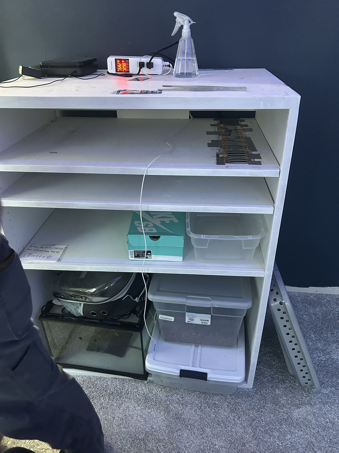 Snake Rack For Sale, Snake Included 