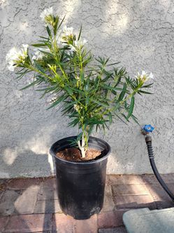 Brand New potted plant with flowers
