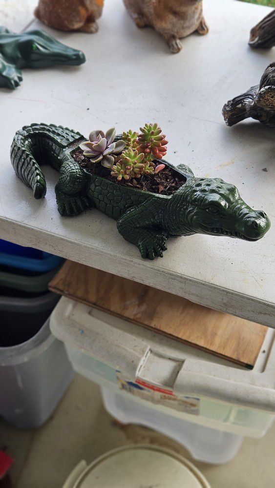 Alligator Planter With Succulents. 