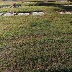 Five Cemetery Plots For Sale At Belmont Memorial Cemetery.