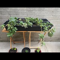 Planting Boxes And Plant Stand 🌱🪻🪴