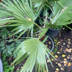 Fan Palm Tree 