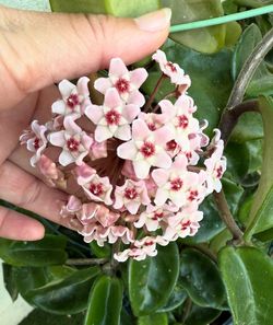 Hoya Chelsea wax plant
