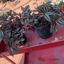 Plants 