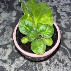 African Violet - Starter plant (Indoor Live Plant)