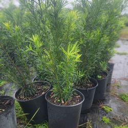 Beautiful Podocarpus Plants For Privacy!!! Fertilized!! Best Quality 