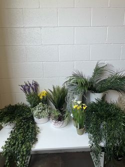 HOME DECOR PLANTS - CHINO SWAP MEET 6/27